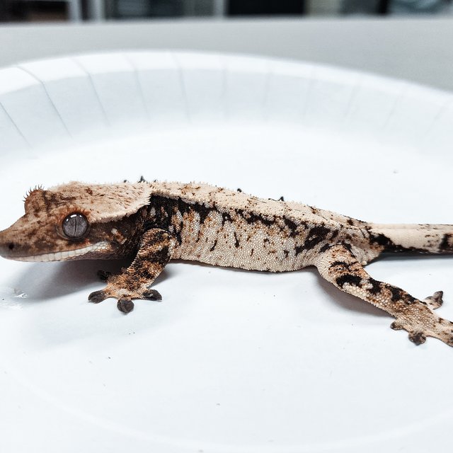 Tri Extreme Harlequin