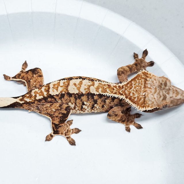 Tri Extreme Harlequin