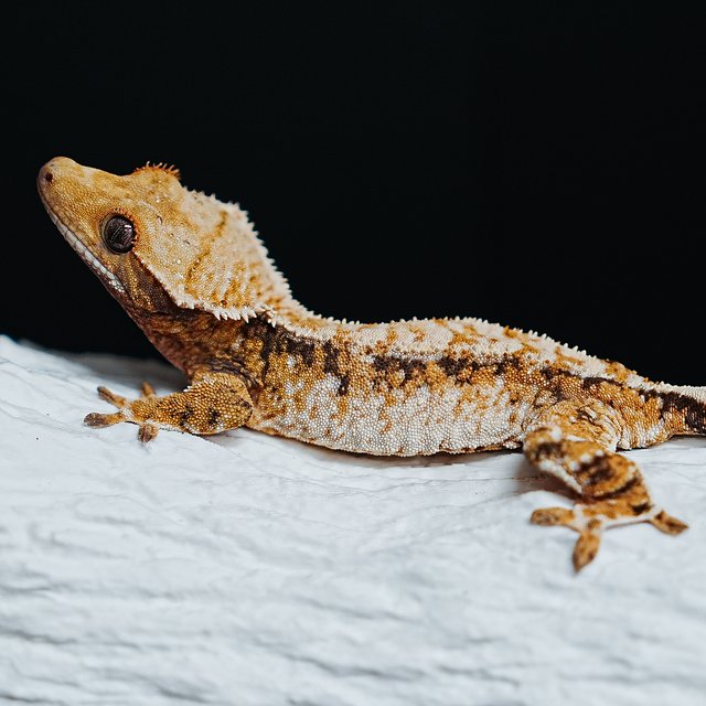 트라이 익스트림할리퀸