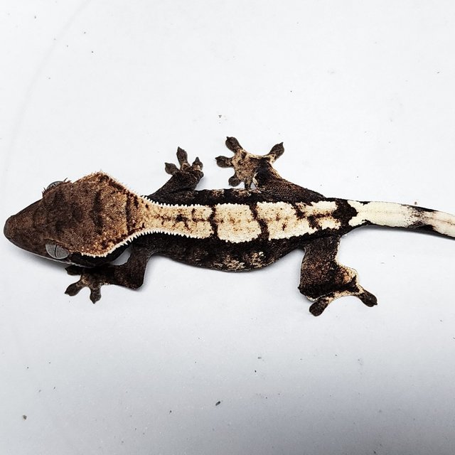 100% Het Axanthic Sable