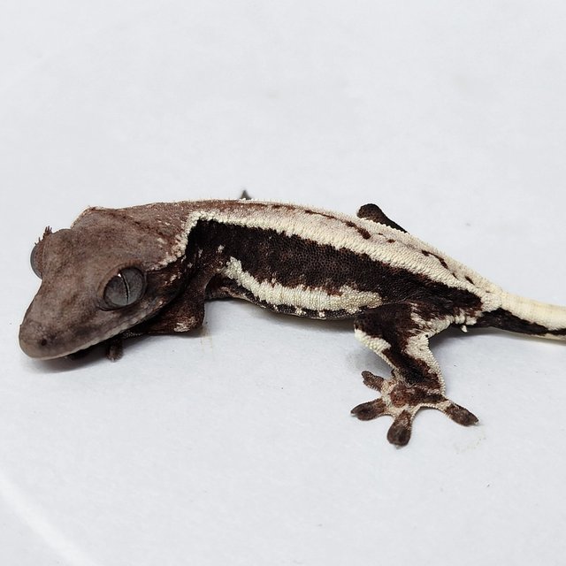 LW Sable 100% Het Axanthic