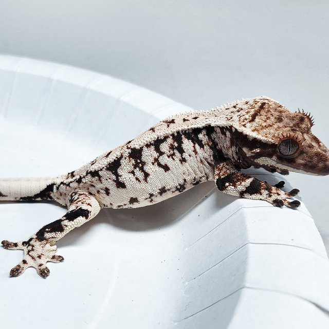 Tri Extreme Harlequin