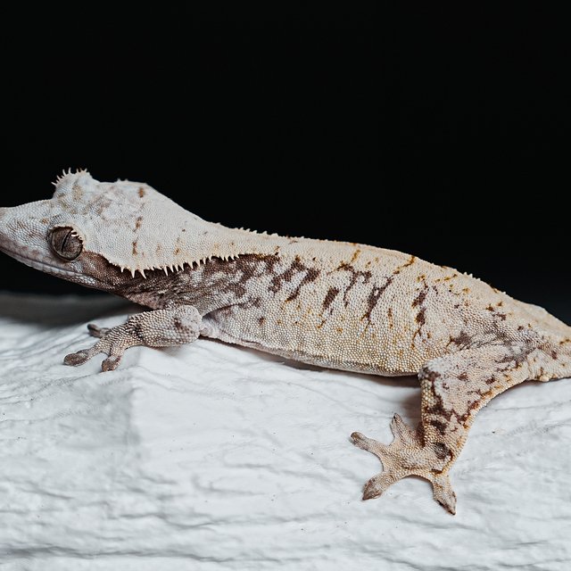 Extreme Harlequin Tri