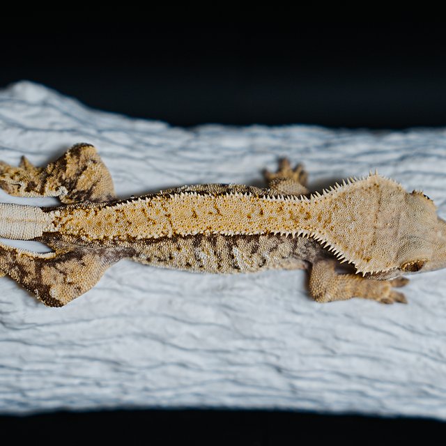 트라이 익스트림할리퀸