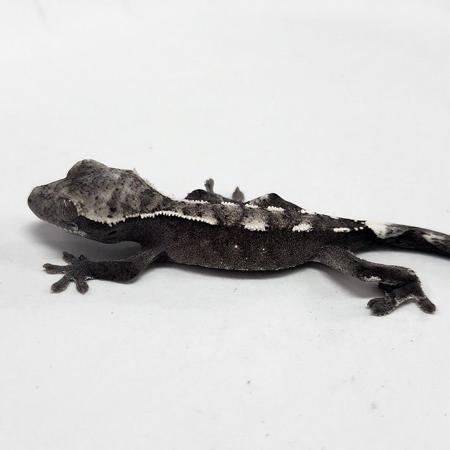 Sable Axanthic