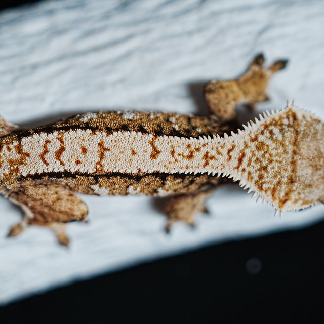 트라이 익스트림할리퀸