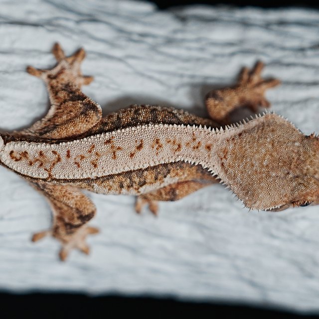 트라이 익스트림할리퀸