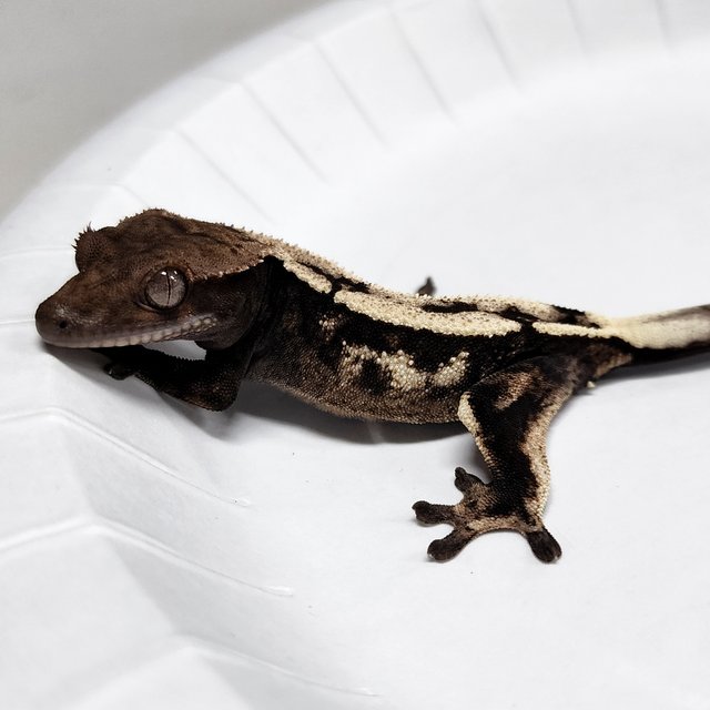 Sable 100% Het Axanthic
