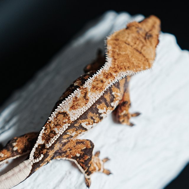 Tri Extreme Harlequin