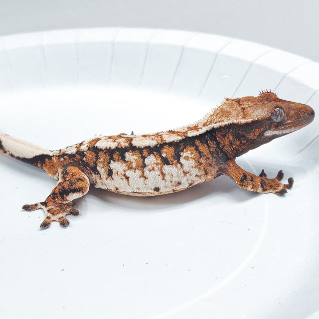 Tri Extreme Harlequin