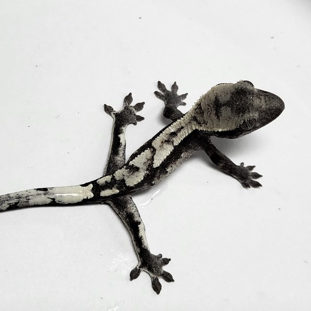 Sable Axanthic