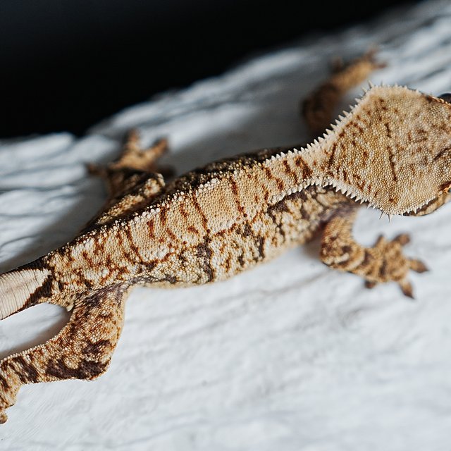 트라이 익스트림할리퀸