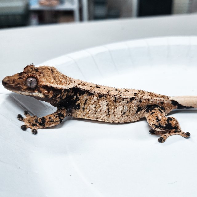 Tri Extreme Harlequin
