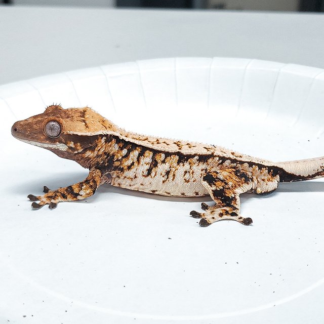 Tri Extreme Harlequin