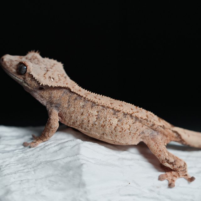 트라이 익스트림할리퀸