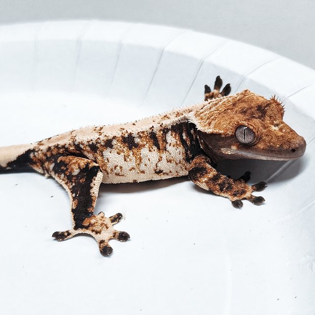 Tri Extreme Harlequin