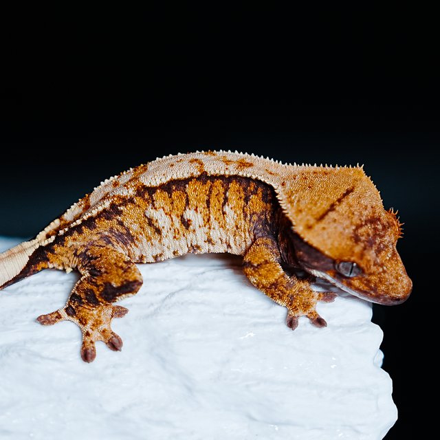 Tri Extreme Harlequin