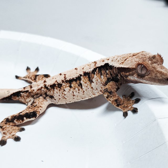 Tri Extreme Harlequin