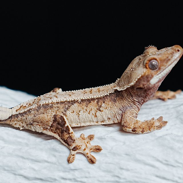 Tri Extreme Harlequin