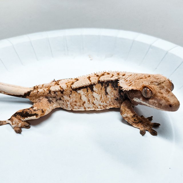 Tri Extreme Harlequin