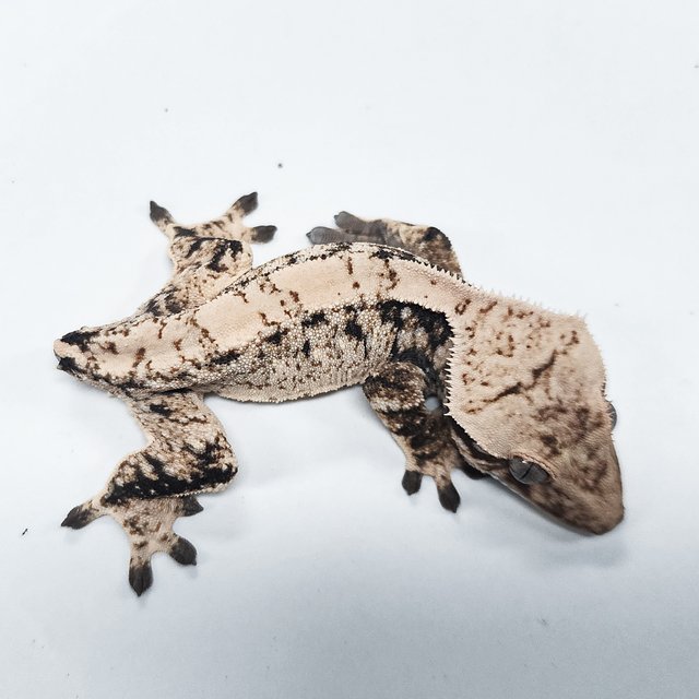Tri Extreme Harlequin
