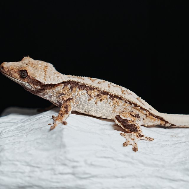 Tri Extreme Harlequin