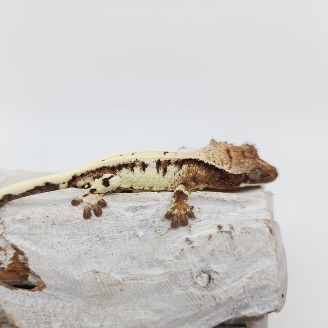 릴리 세이블