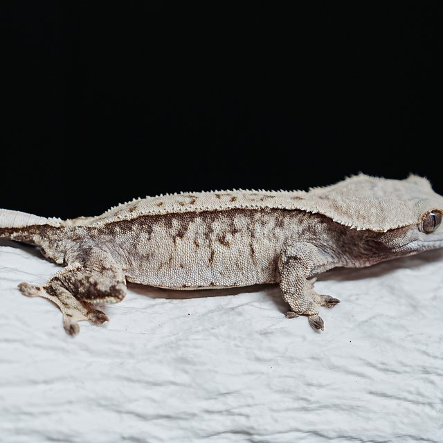 Extreme Harlequin Tri