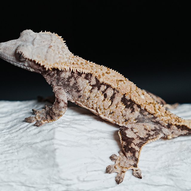 트라이 익스트림할리퀸