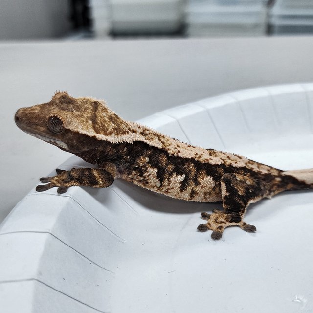 Tri Extreme Harlequin