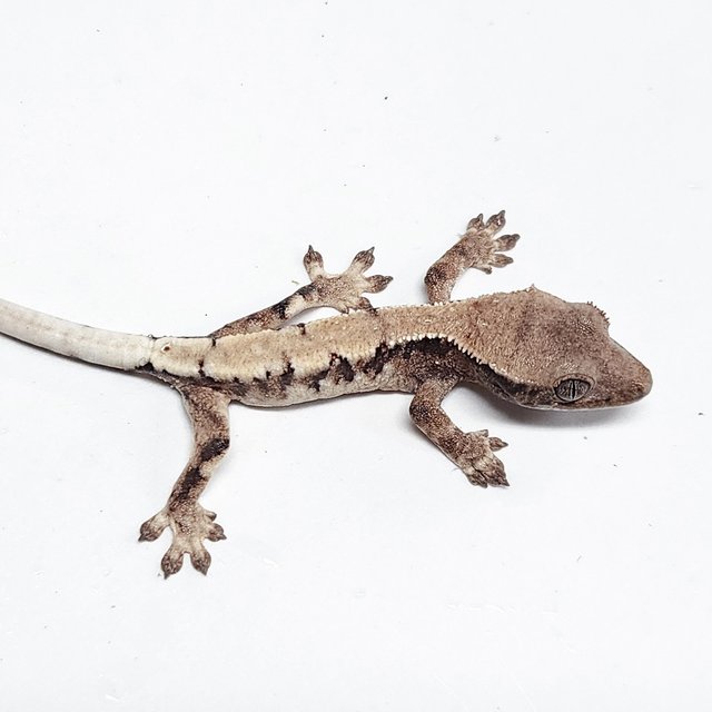 Lilly 100% Het Axanthic Sable