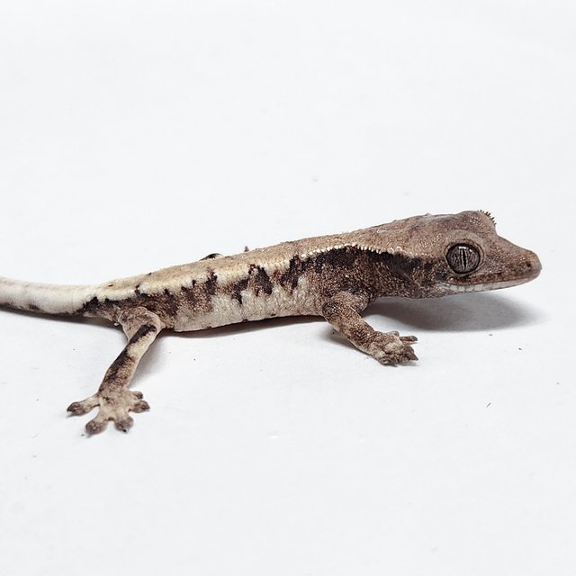 Lilly 100% Het Axanthic Sable