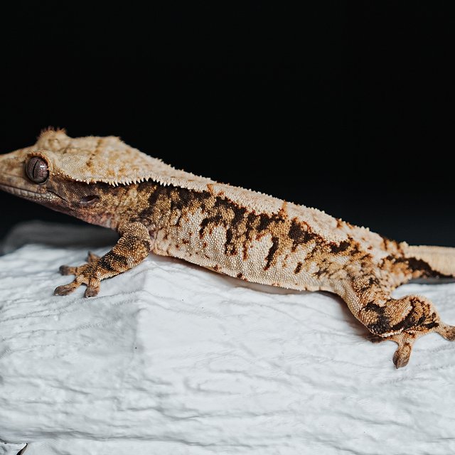 트라이 익스트림할리퀸