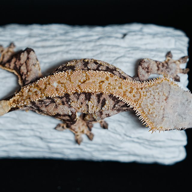 트라이 익스트림할리퀸