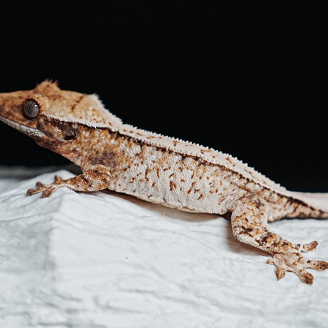 Tri Extreme Harlequin