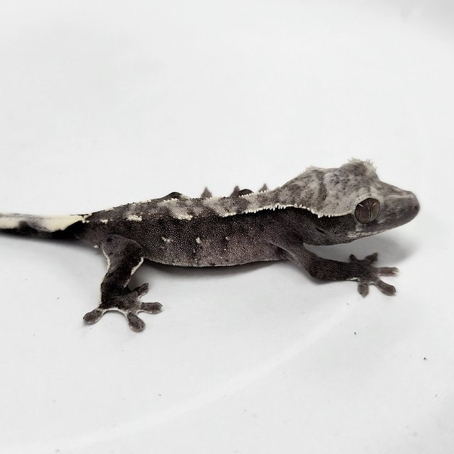 Axanthic