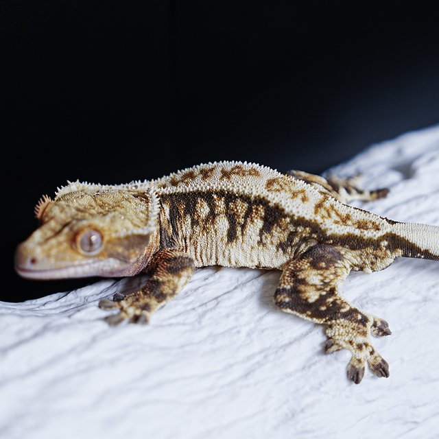 Tri Extreme Harlequin