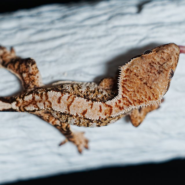 트라이 익스트림할리퀸