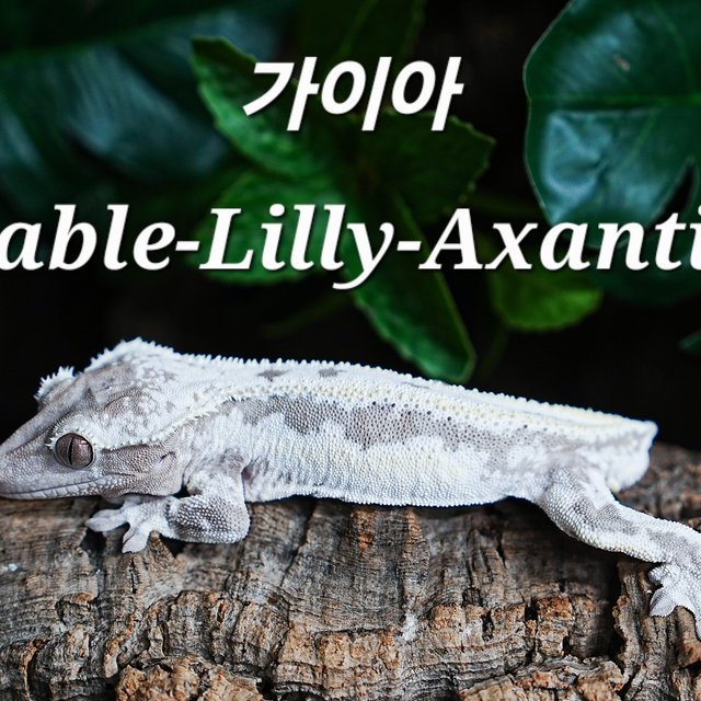 Sable Lilly Axanthic