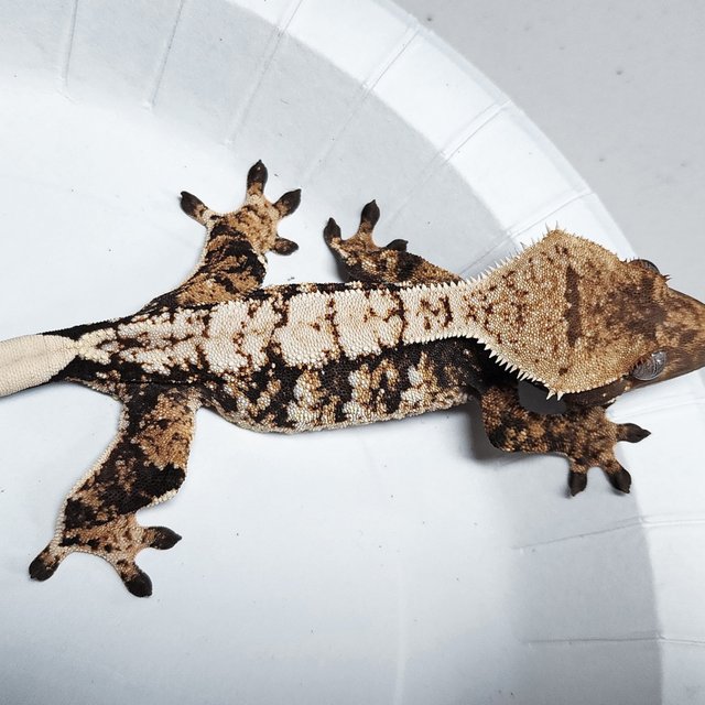 Tri Extreme Harlequin