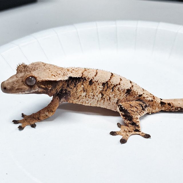 Extreme Harlequin Tri
