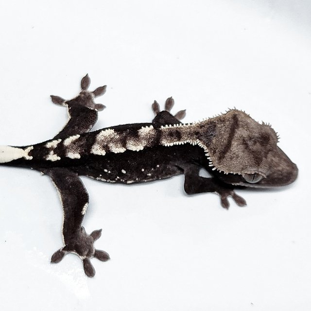 Sable Axanthic