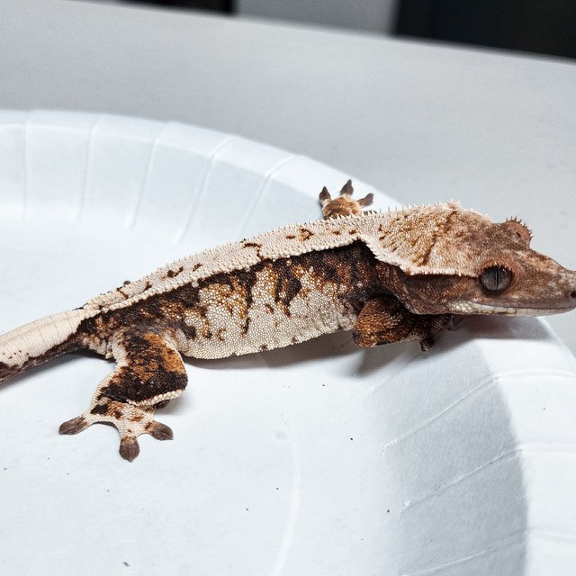 Tri Extreme Harlequin