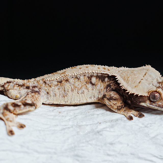 트라이 익스트림할리퀸