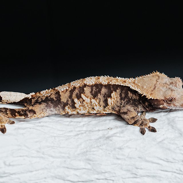 트라이 익스트림할리퀸