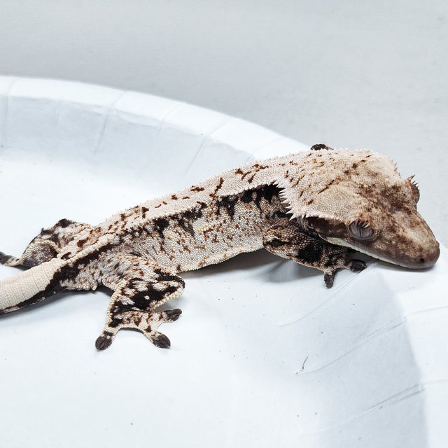 Tri Extreme Harlequin