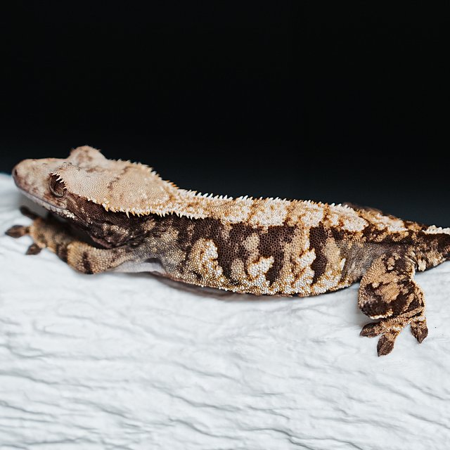 트라이 익스트림할리퀸