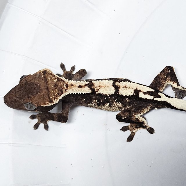 100% Het Axanthic Sable