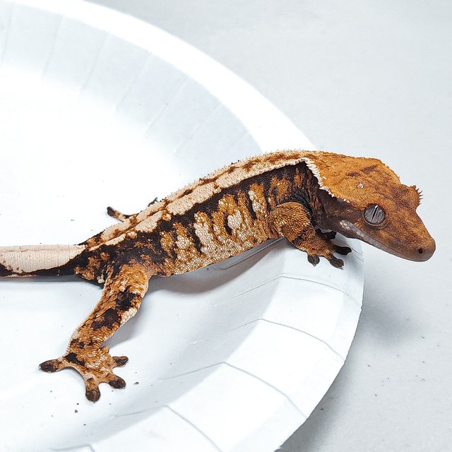 Tri Extreme Harlequin