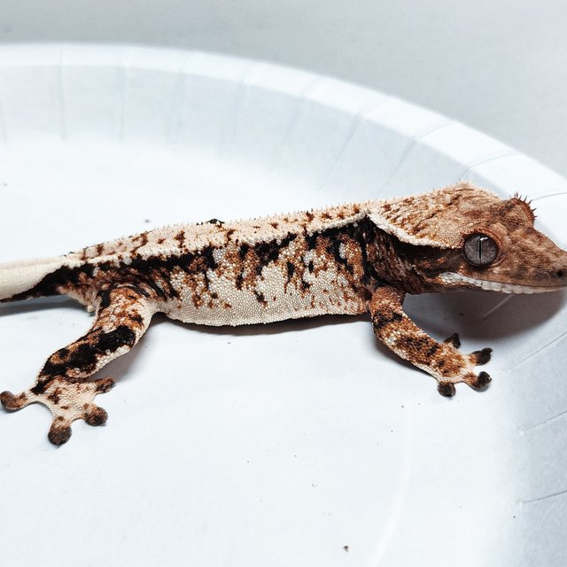 Tri Extreme Harlequin
